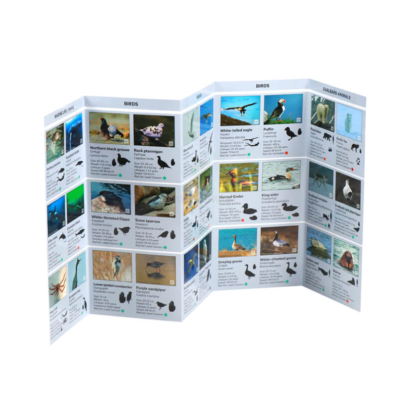 Folding Brochure Printing Coated Paper Promotion Leaflet Flyers