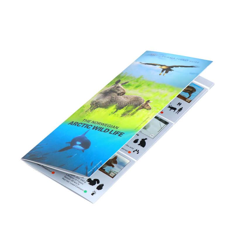 Folding Brochure Printing Coated Paper Promotion Leaflet Flyers