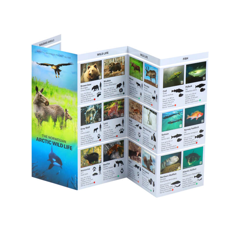 Folding Brochure Printing Coated Paper Promotion Leaflet Flyers